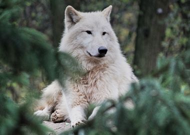 Arctic fox portrait