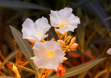 white oleander