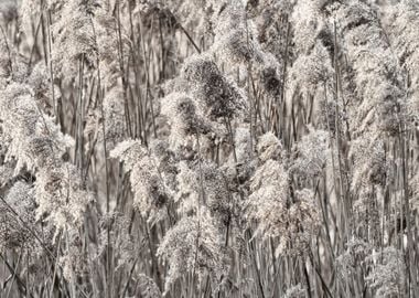 reed in winter