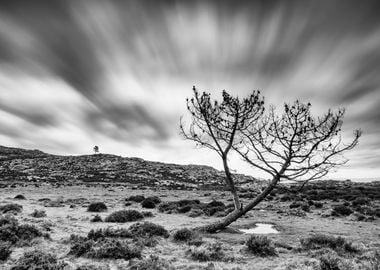 The lonely pine tree