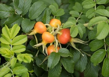 rosehips in the garden