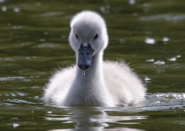 Duckling swims