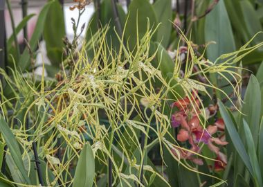 orchid in bloom