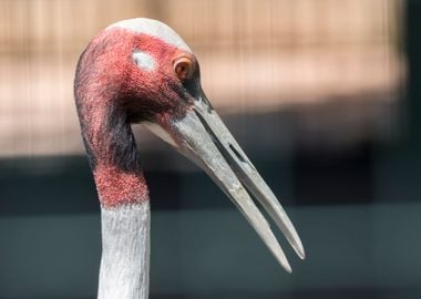 antigone crane bird