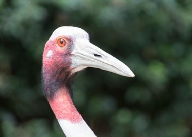 antigone crane bird