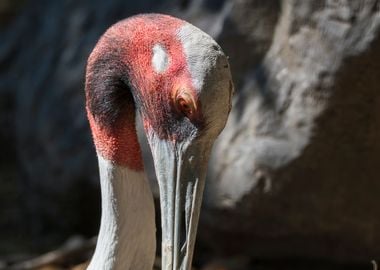 antigone crane bird