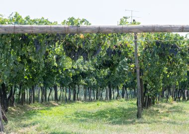 vineyard in spring