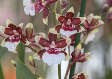 orchid in bloom