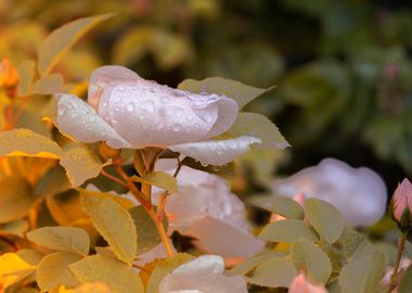 rose in bloom