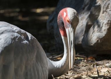 antigone crane bird