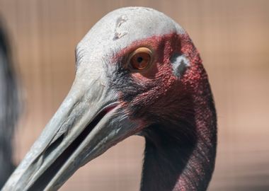 antigone crane bird