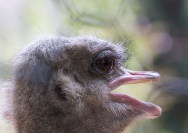 ostrich in the farm