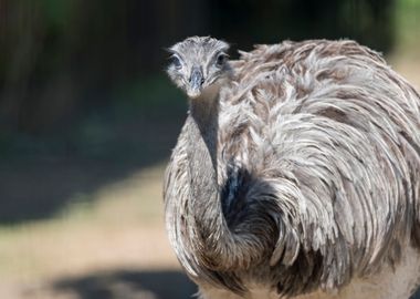 ostrich in the farm