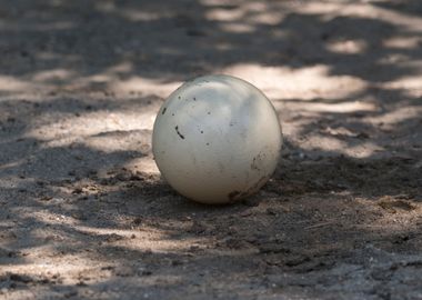 ostrich egg in the farm