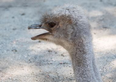 ostrich in the farm