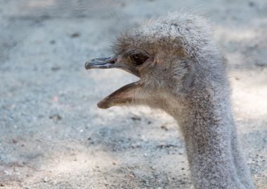 ostrich in the farm