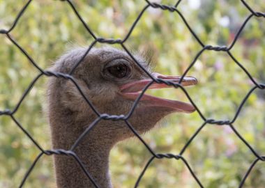 ostrich in the farm