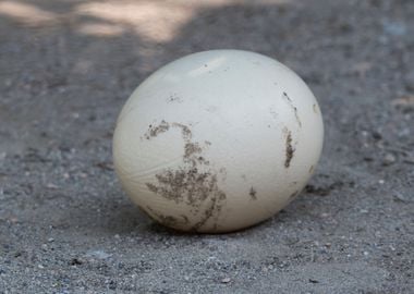 ostrich egg in the farm