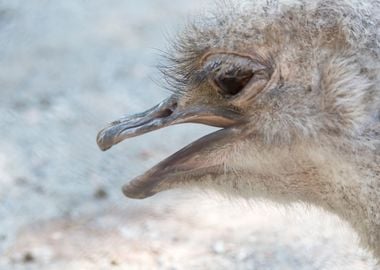 ostrich in the farm