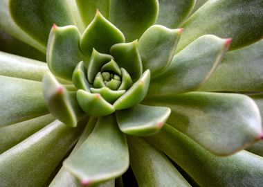 Echeveria Succulent plant