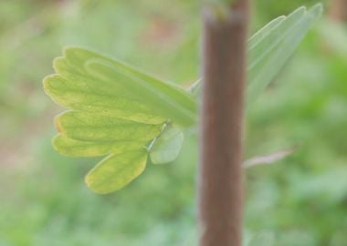 green plant leaf DOP