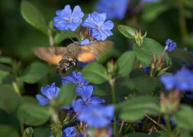 Sphinx colibri 