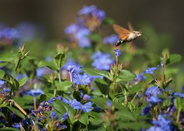 Sphinx colibri 