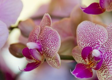 orchid in the garden