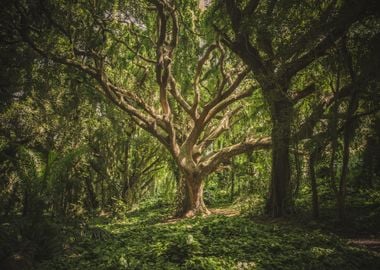 Forest with Trees Nature