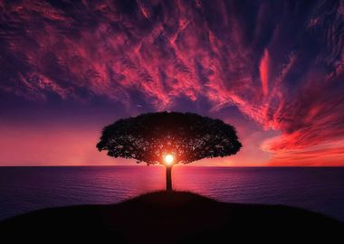 Tree at the Beach sunset