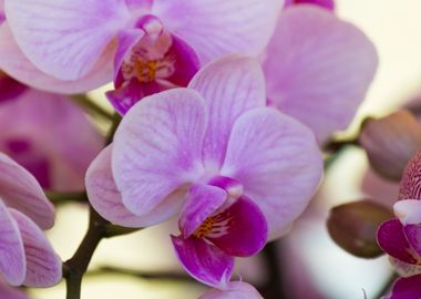 orchid in the garden