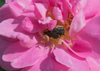 bee on flower