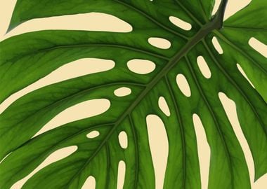 monstera