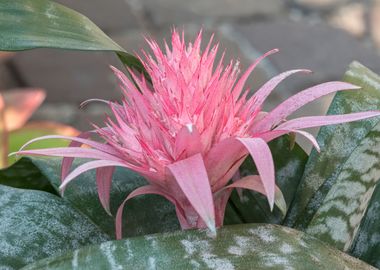 pink aechmea  flower 