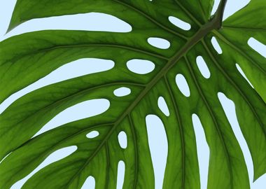 monstera 