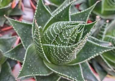 succulent plant in bloom 