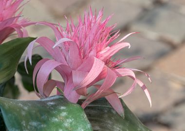 pink aechmea  flower 