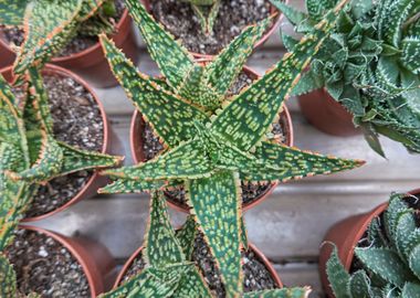 succulent plant in bloom 