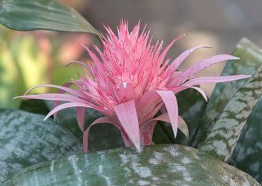 pink aechmea  flower 