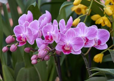 orchid in bloom