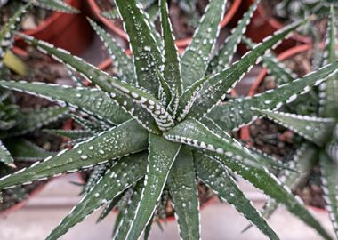 succulent plant in bloom 