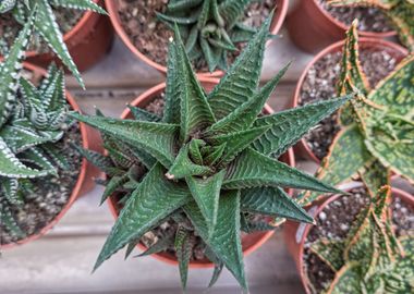 succulent plant in bloom 