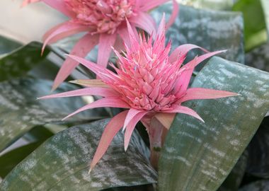 pink aechmea  flower 