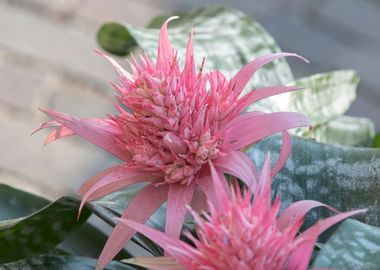 pink aechmea  flower