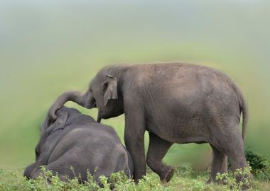 elephant playing on meadow