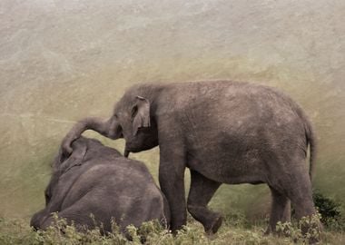 elephant playing on meadow