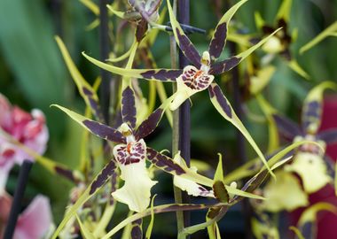 orchid in bloom