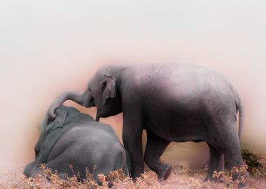 elephant playing on meadow