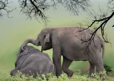 elephant playing on meadow