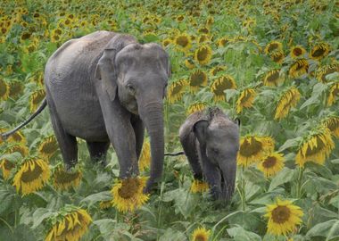 elephant with her baby